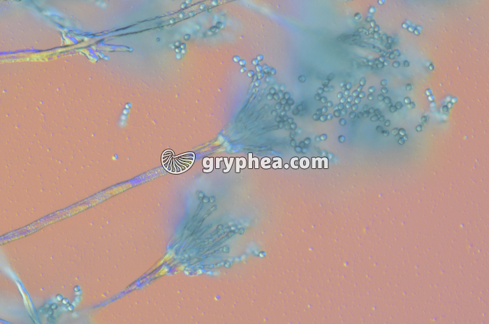 Penicillium  - Conidiophores et conidies x100 - gryphea.com